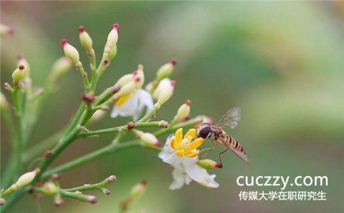 中國傳媒大學在職研究生可以免試入學嗎