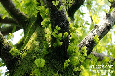 企業對中國傳媒大學在職研究生認可嗎？